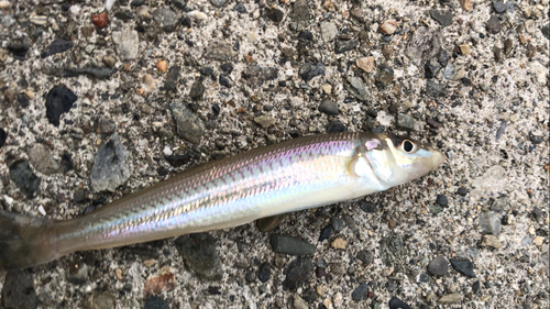 シロギスの釣果