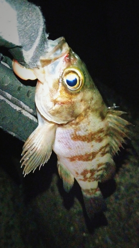 シロメバルの釣果