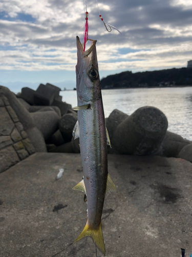 カマスの釣果