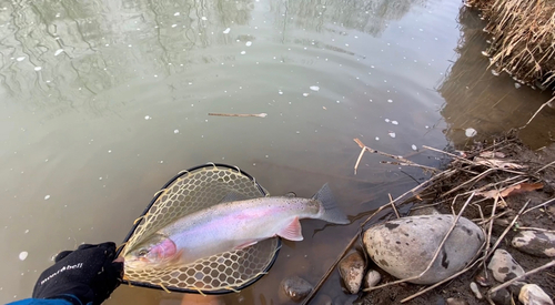 ニジマスの釣果