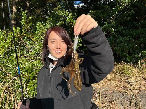 イイダコの釣果