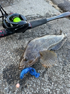 アブラコの釣果