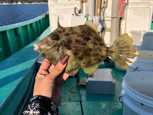 カワハギの釣果