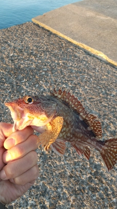 カサゴの釣果