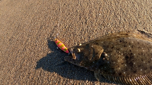 ヒラメの釣果