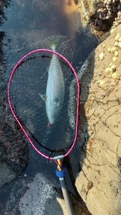 メジロの釣果