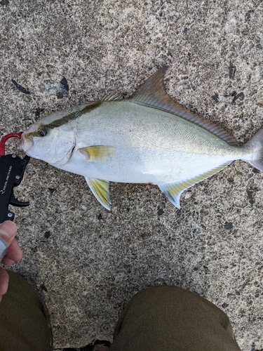 ヒレナガカンパチの釣果