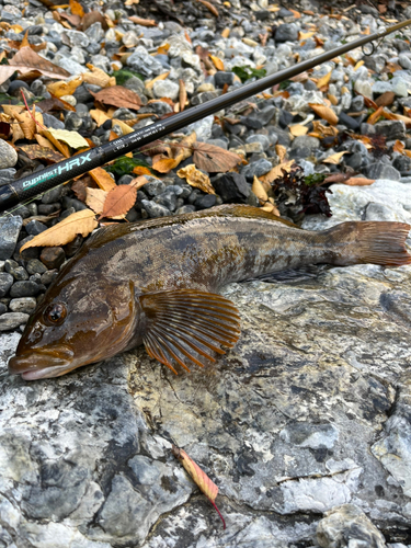 アイナメの釣果