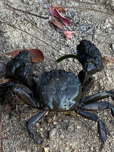 モクズガニの釣果