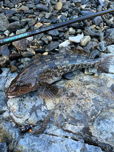 アイナメの釣果