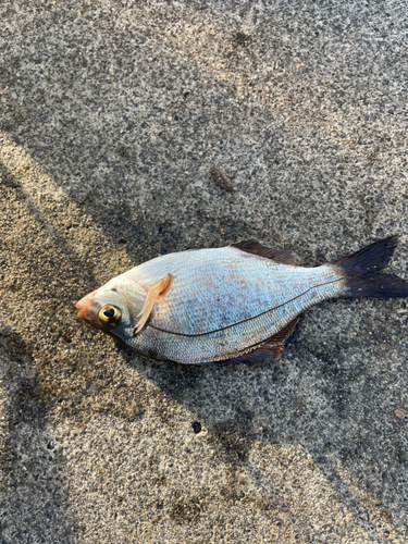 ウミタナゴの釣果