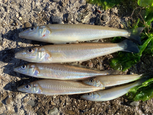 キスの釣果