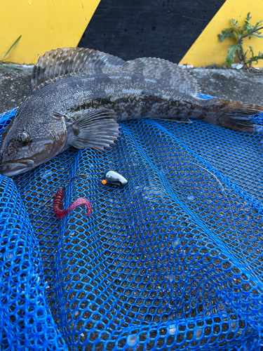 アイナメの釣果