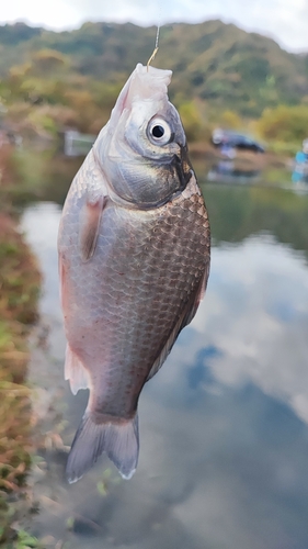 ヘラブナの釣果