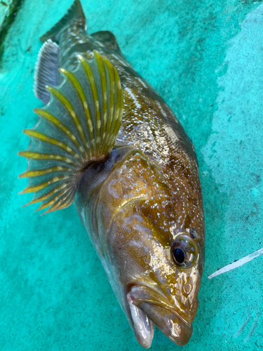 アイナメの釣果