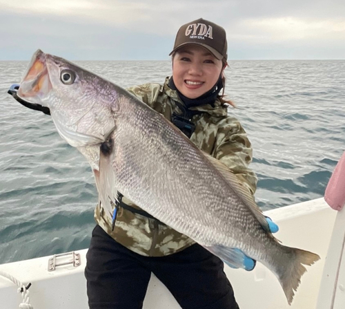 オオニベの釣果