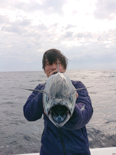 スマガツオの釣果