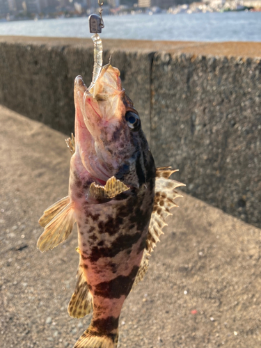 タケノコメバルの釣果