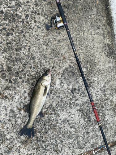 ハネ（マルスズキ）の釣果