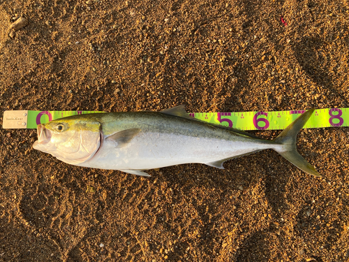 メジロの釣果