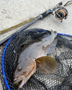 アイナメの釣果