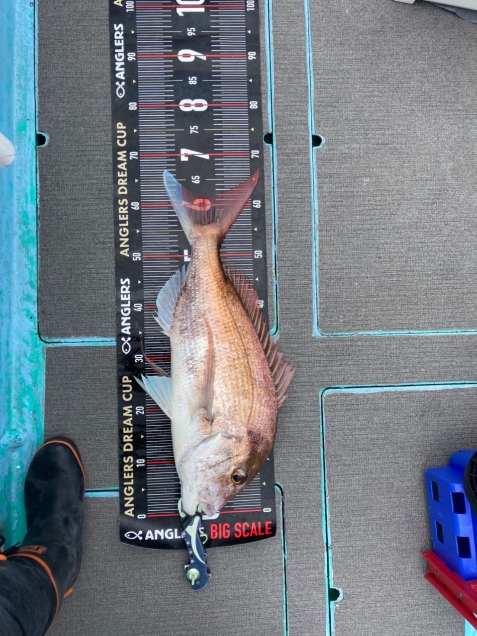 64エブリィさんの釣果 3枚目の画像