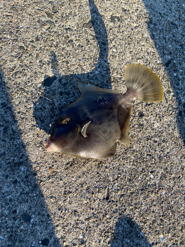 カワハギの釣果