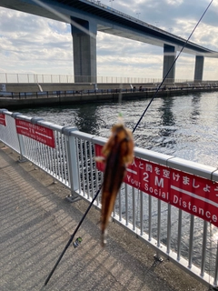 ウロハゼの釣果