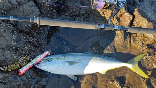 メジロの釣果