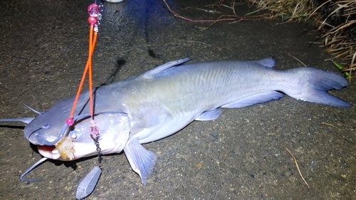 アメリカナマズの釣果