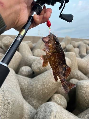 カサゴの釣果