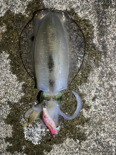 アオリイカの釣果