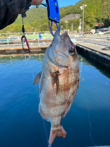 タイの釣果