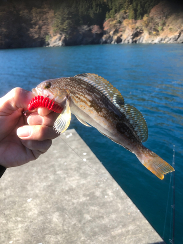 アイナメの釣果