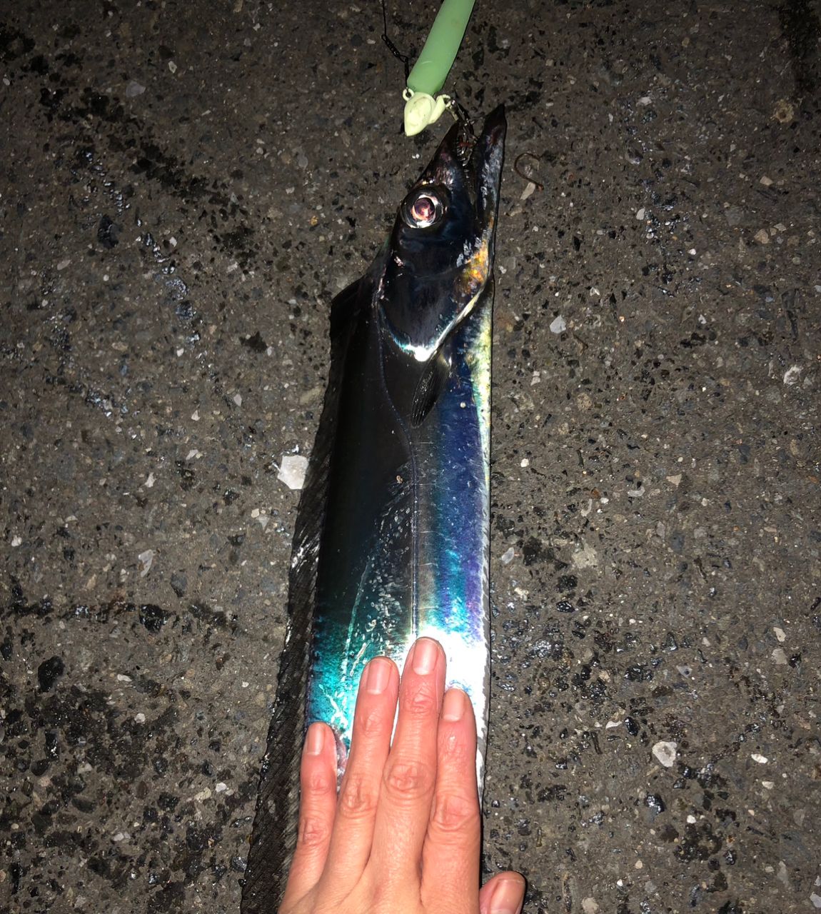 タチウオ