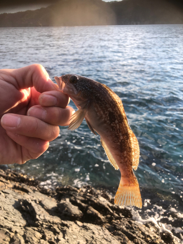 アナハゼの釣果