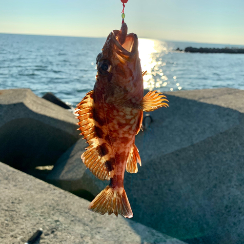 ガシラの釣果