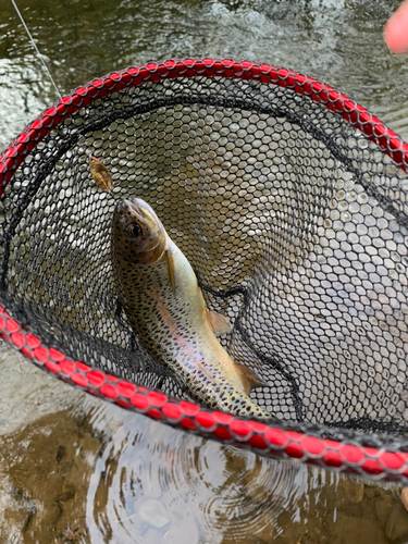 ニジマスの釣果