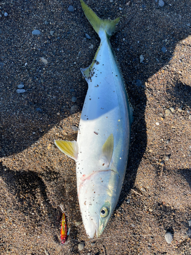 ワラサの釣果