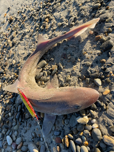 サメの釣果