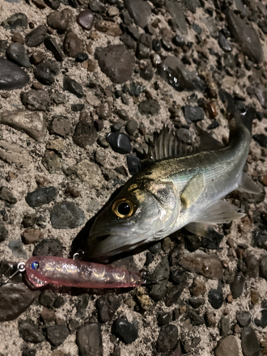 シーバスの釣果