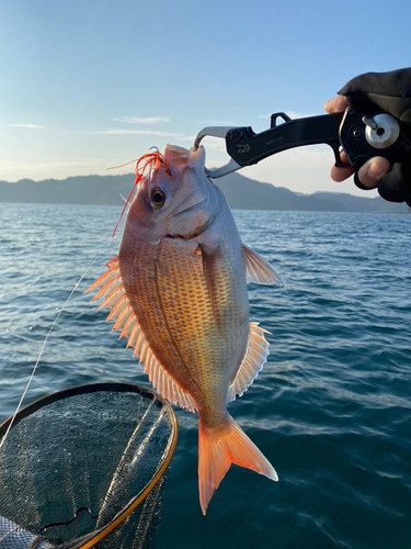 マダイの釣果