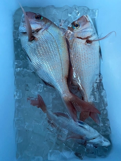 マダイの釣果
