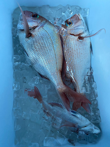 マダイの釣果