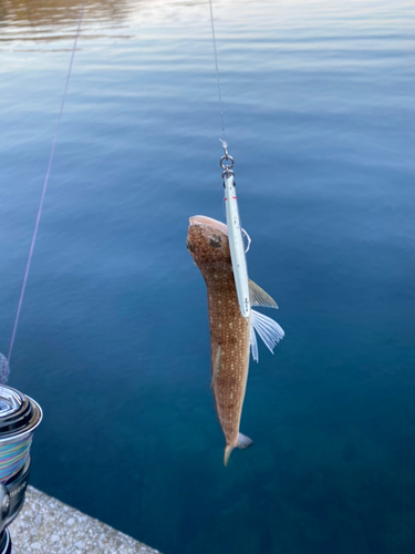 エソの釣果