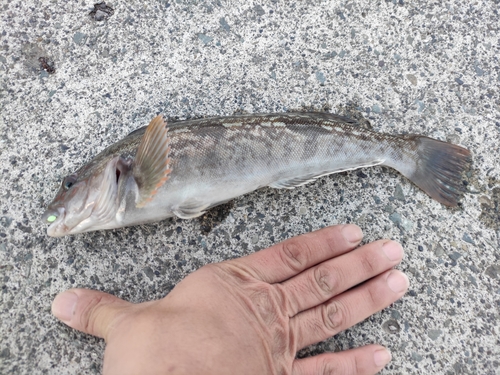 アブラコの釣果