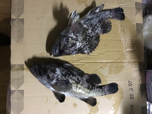 クロソイの釣果