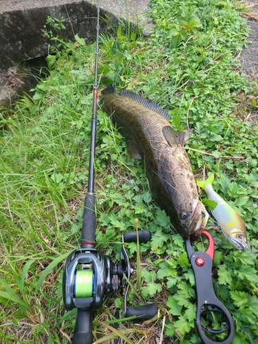 ライギョの釣果