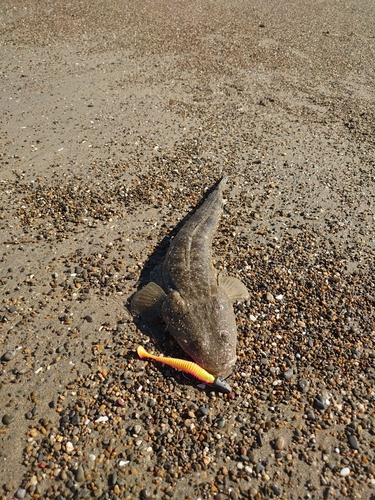 マゴチの釣果