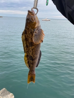 アブラコの釣果